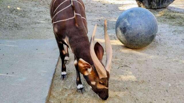 長榮航贊助 運送美國域外瀕危斑哥條紋羚至台北動物園