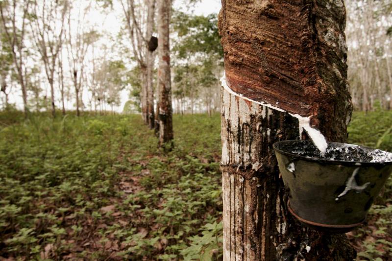 泰國南部洪災重創全球最大天然橡膠產地　2026 年供給風險首度亮燈