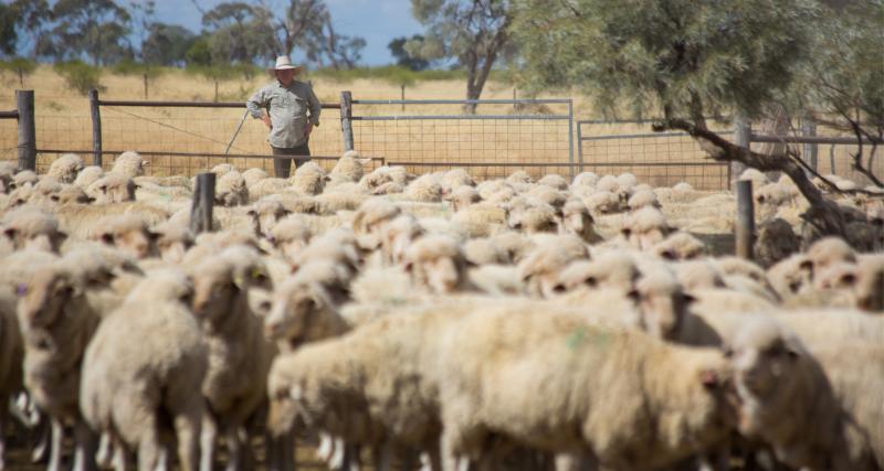 農業｜澳洲政府環保政策引發反彈，引爆農業界的「不滿風暴」