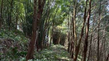 碳交所推森林碳匯課程 協助青年投入永續新興產業