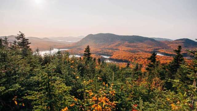 碳交所首度引進加強森林經營碳權專案 協助企業達成淨零排放