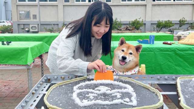 〈春節何處去〉台南六甲落羽松季正式登場還有臺鹽七股鹽山歡樂迎客來